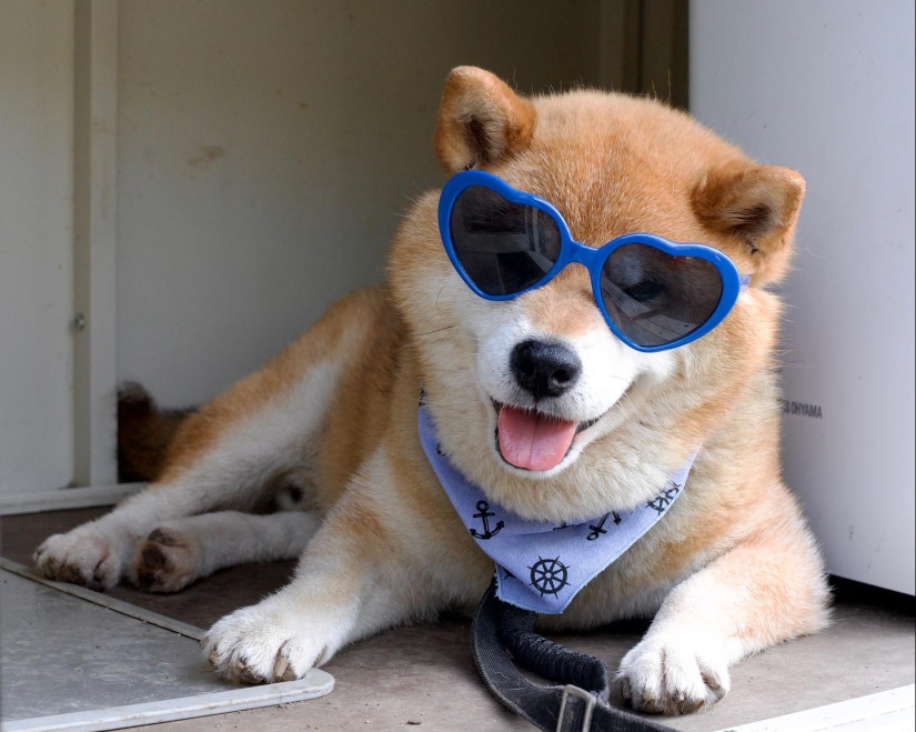 Shiba Inu Ryuji es el perro más fotogénico del mundo