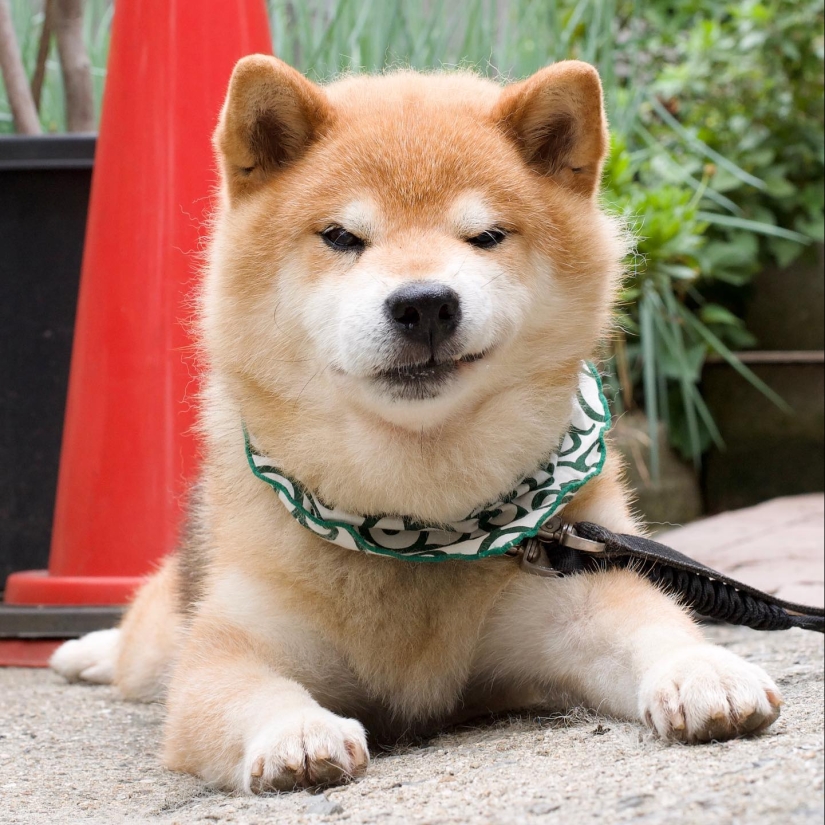 Shiba Inu Ryuji es el perro más fotogénico del mundo