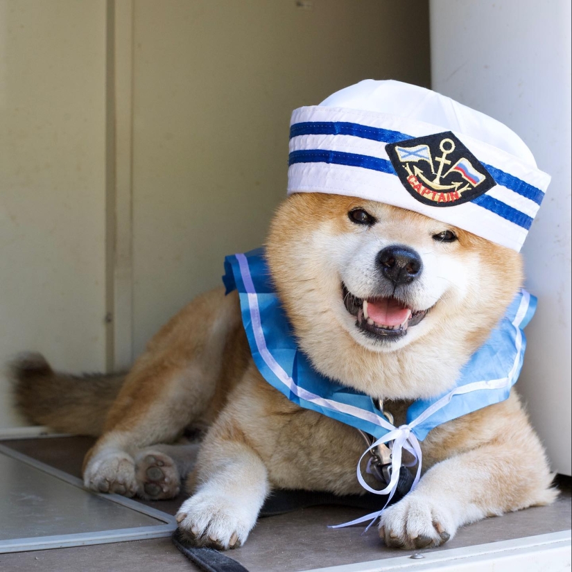 Shiba Inu Ryuji es el perro más fotogénico del mundo