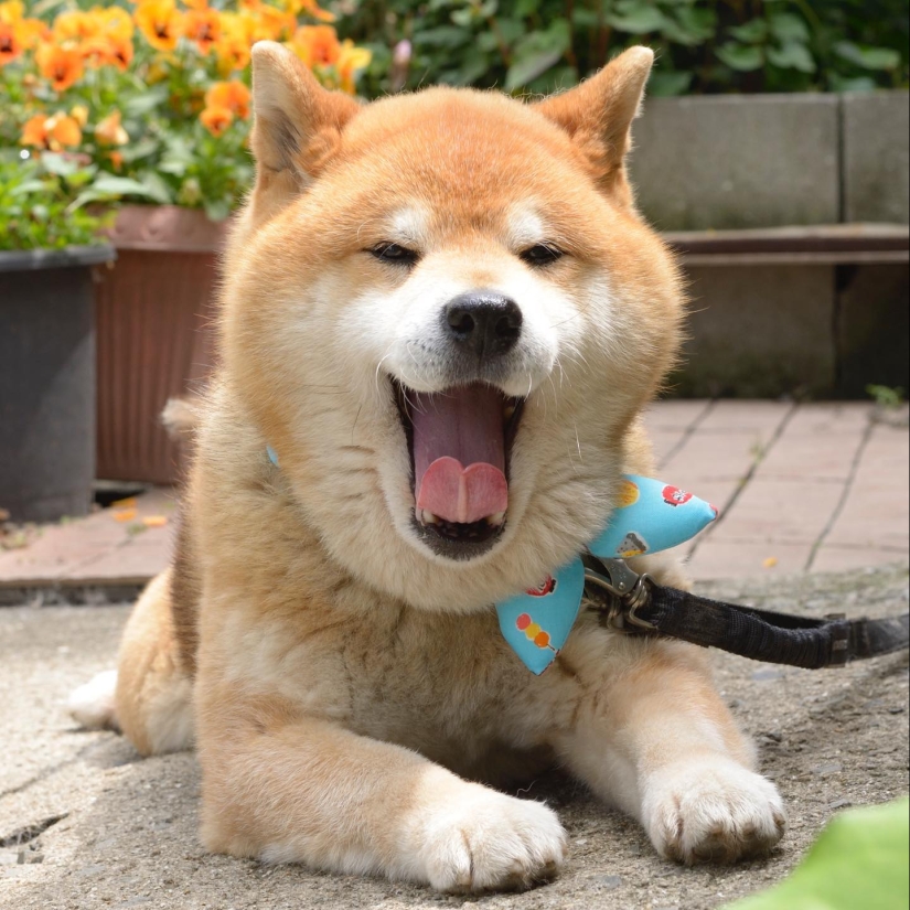 Shiba Inu Ryuji es el perro más fotogénico del mundo