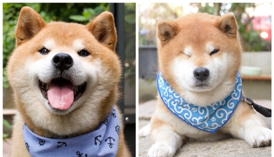 Shiba Inu Ryuji es el perro más fotogénico del mundo