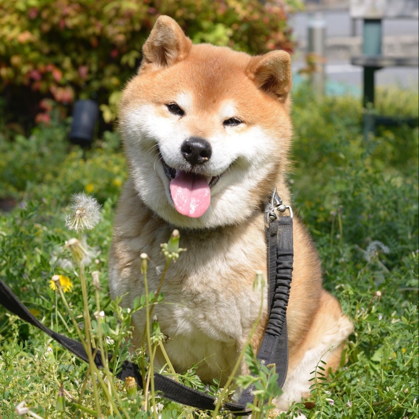 Shiba Inu Ryuji es el perro más fotogénico del mundo