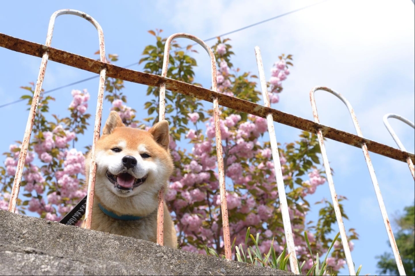 Shiba Inu Ryuji es el perro más fotogénico del mundo