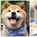 Shiba Inu Ryuji es el perro más fotogénico del mundo