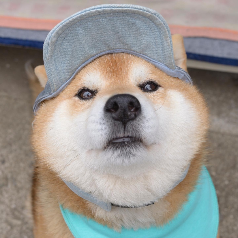 Shiba Inu Ryuji es el perro más fotogénico del mundo