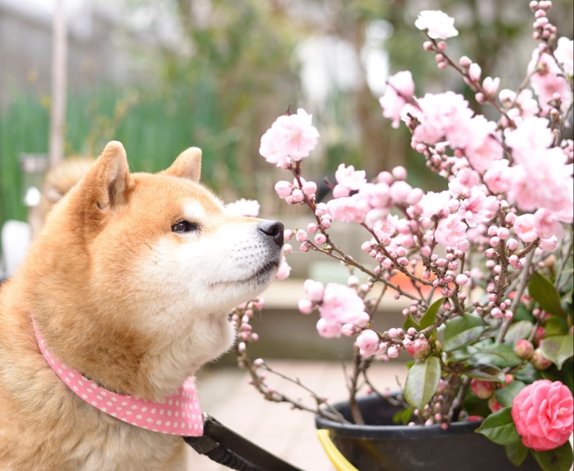 Shiba Inu Ryuji es el perro más fotogénico del mundo