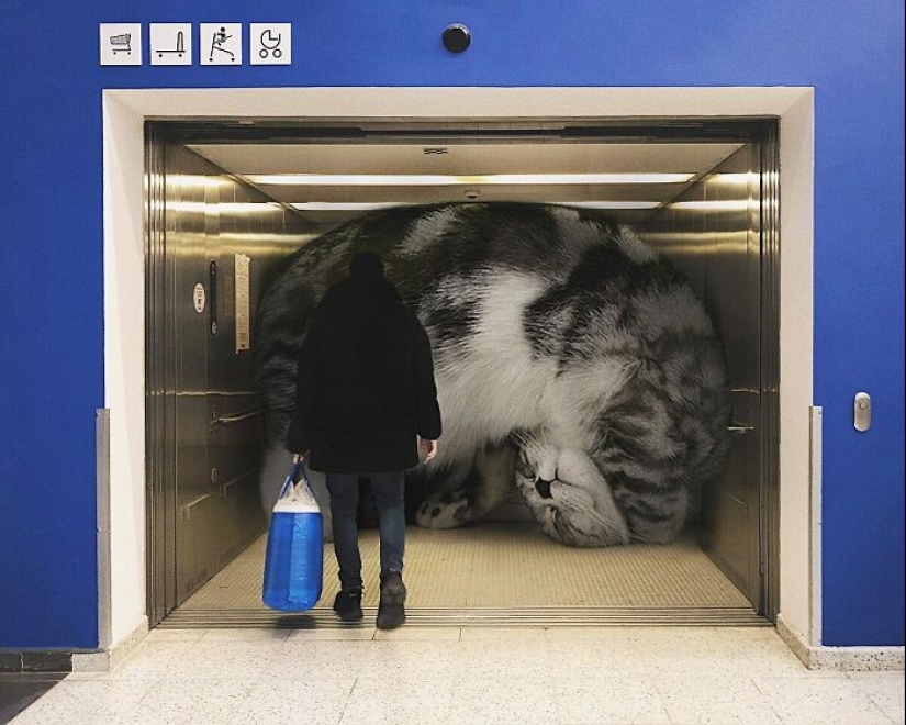 Si los gatos fueran gigantes: artista explora un concepto surrealista creando imágenes de apariencia realista
