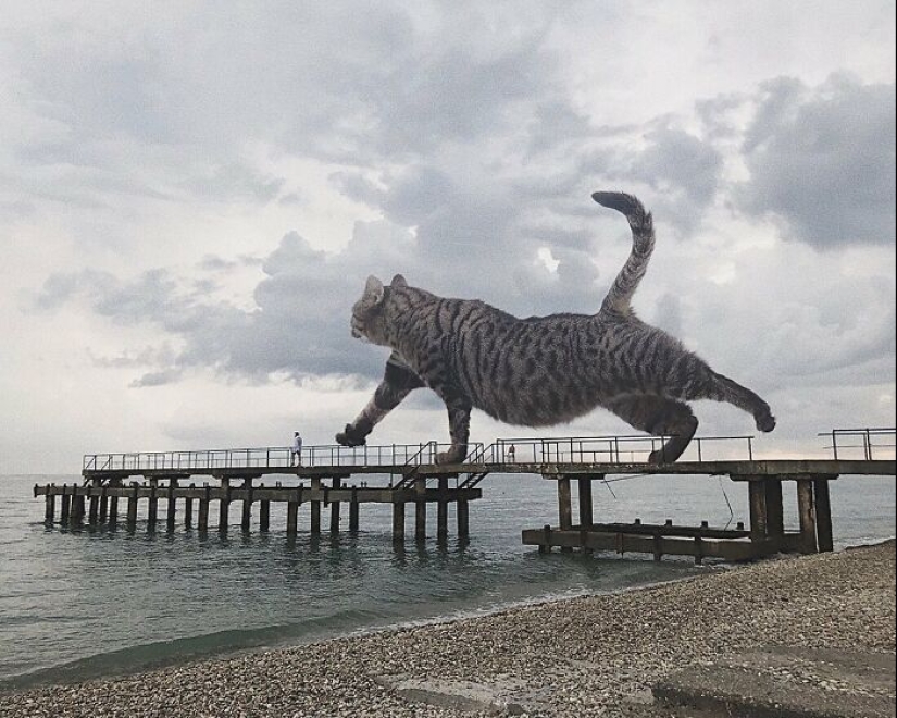 Si los gatos fueran gigantes: artista explora un concepto surrealista creando imágenes de apariencia realista