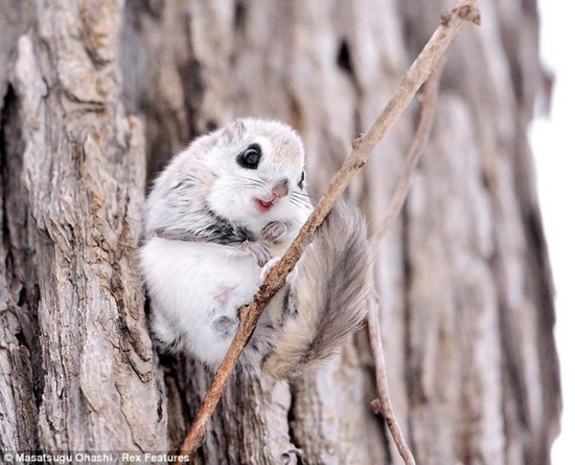 Siberian flying squirrels are something