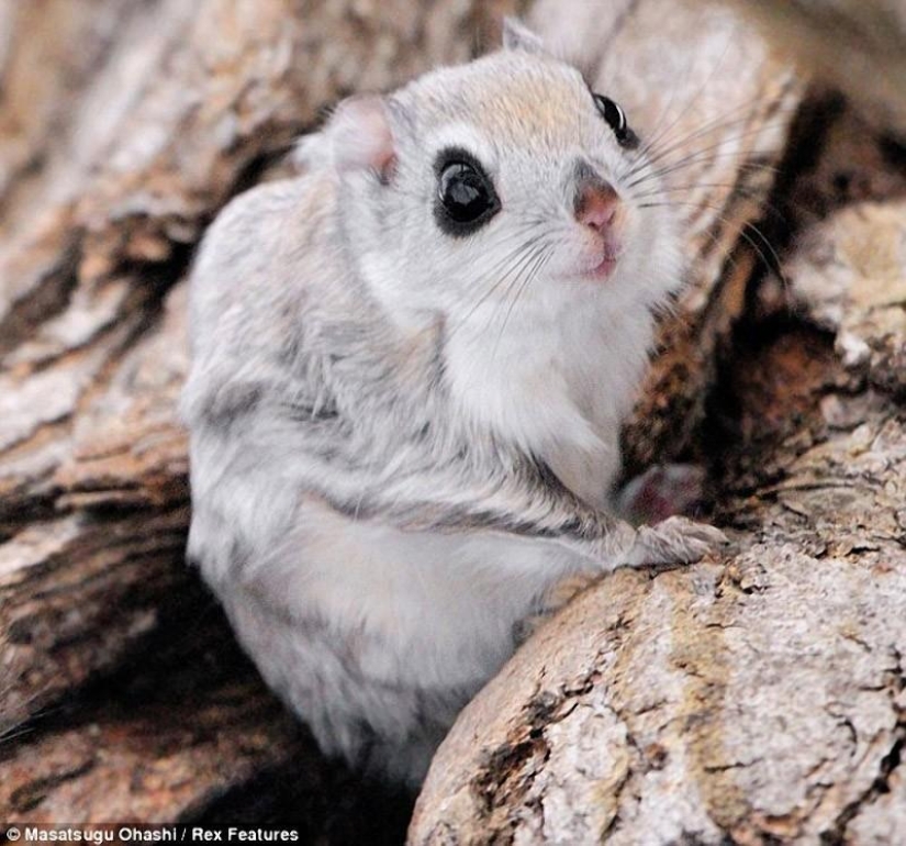 Siberian flying squirrels are something