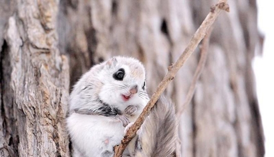 Siberian flying squirrels are something