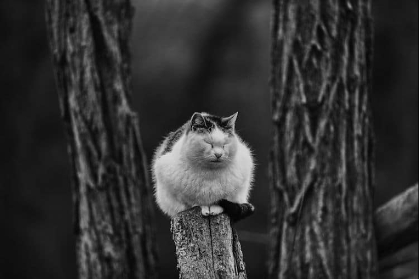 Sin el gato, y la vida no es la misma: equilibrado gatos acróbatas demostrar las maravillas de equilibrio