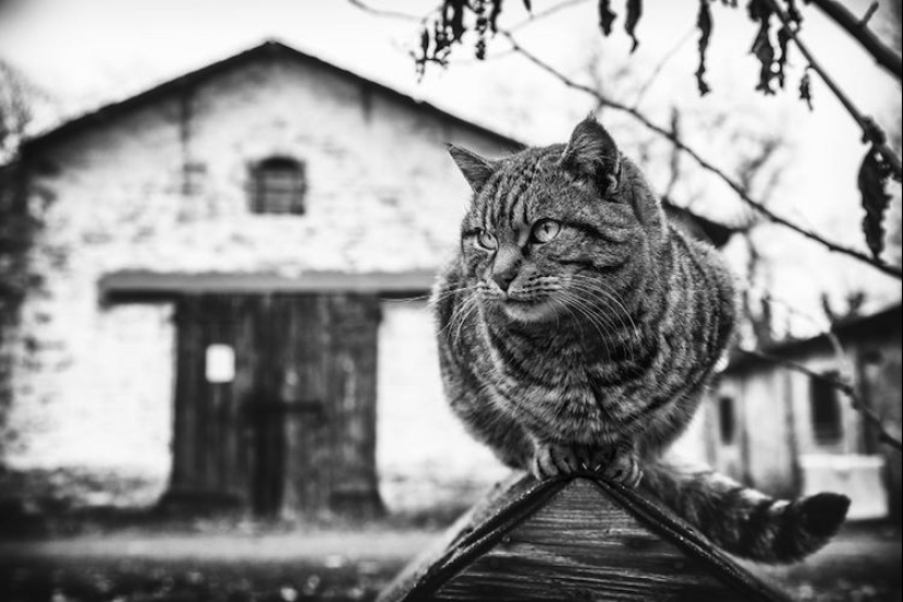 Sin el gato, y la vida no es la misma: equilibrado gatos acróbatas demostrar las maravillas de equilibrio