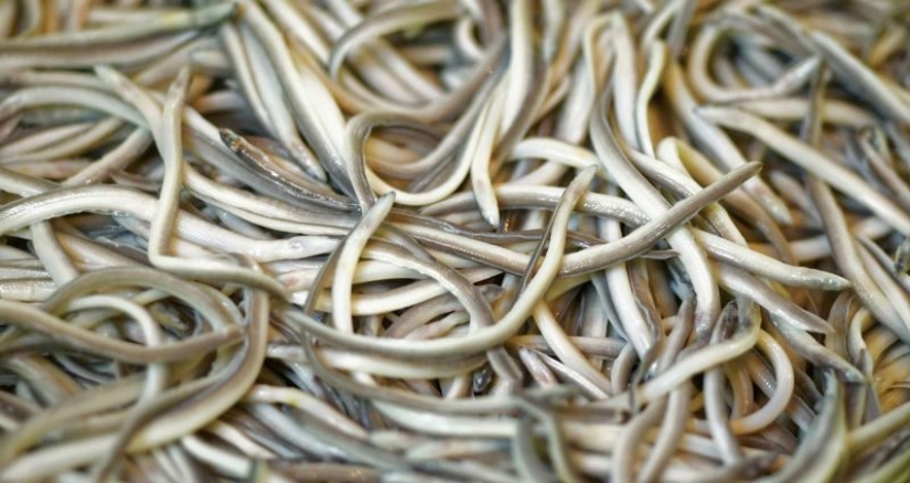 Sin sabor y color, cuesta mil euros: cómo los alevines de anguila de río se convirtieron de alimento para animales en un manjar