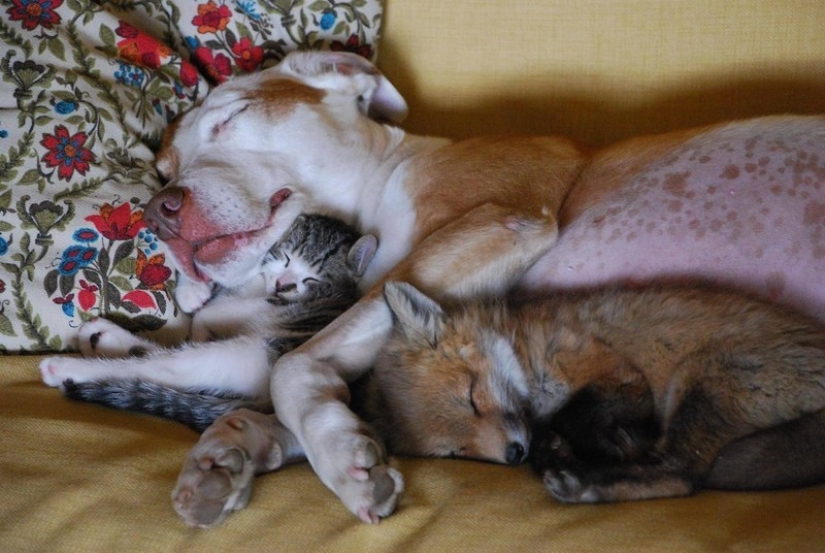 Sleeping animals, the sight of which will melt your heart