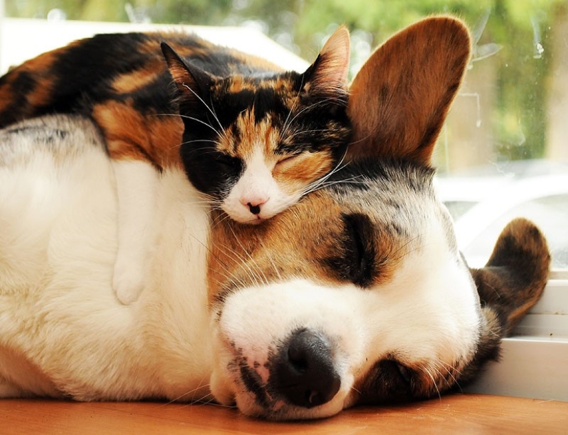 Sleeping animals, the sight of which will melt your heart