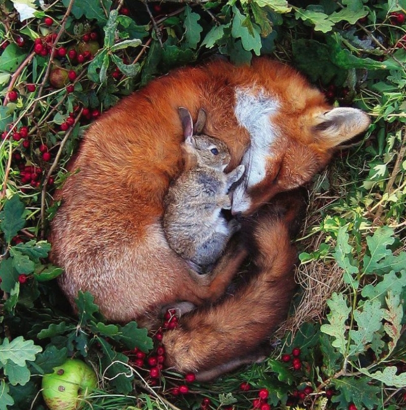 Sleeping animals, the sight of which will melt your heart