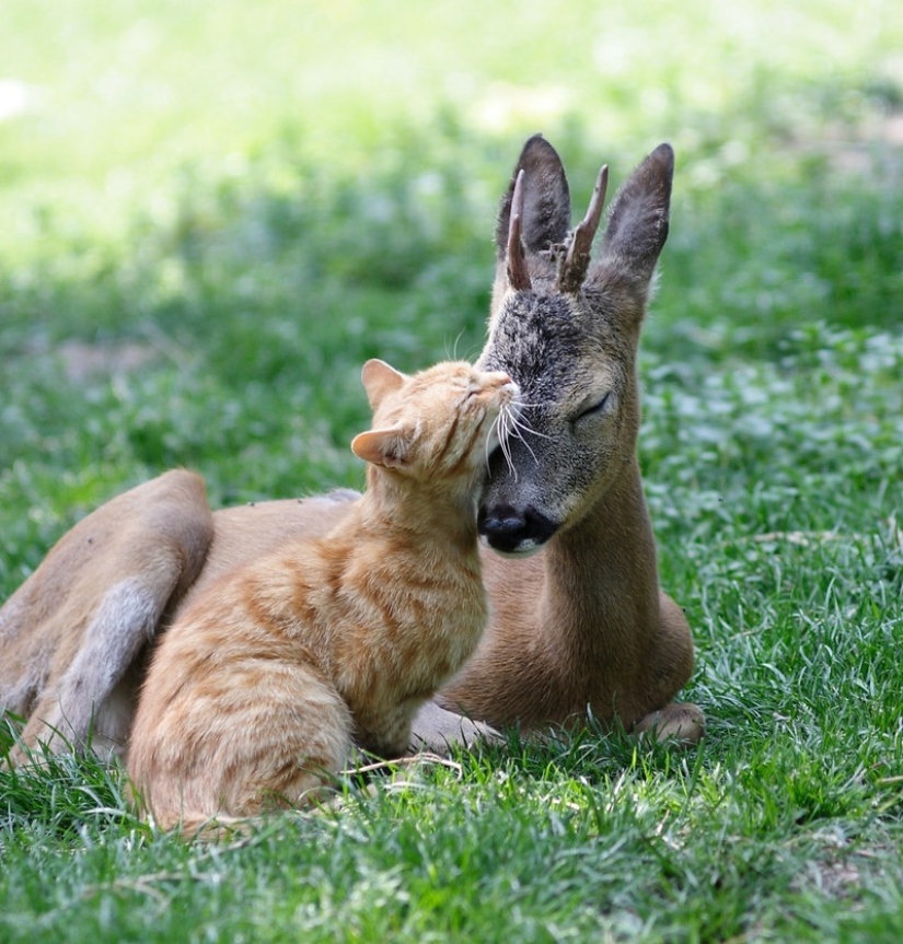 Sleeping animals, the sight of which will melt your heart