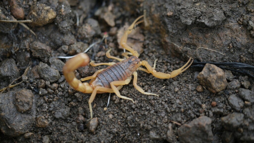 Smoking dead scorpions is an exotic drug addiction from Pakistan