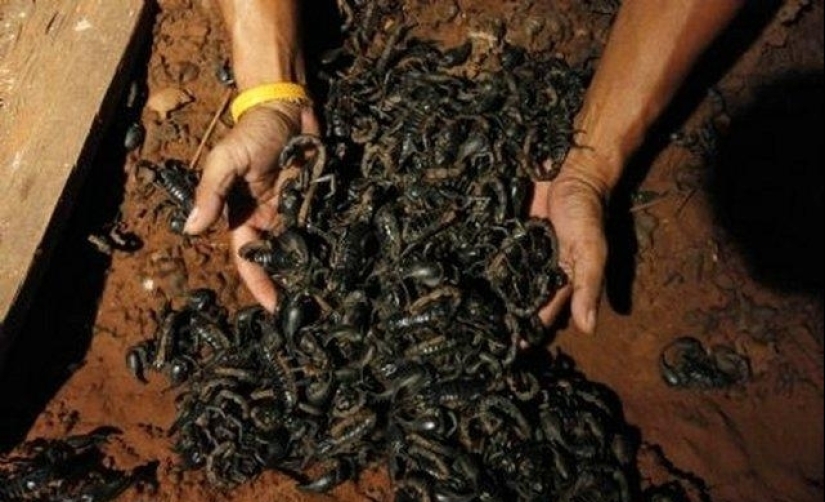 Smoking dead scorpions is an exotic drug addiction from Pakistan