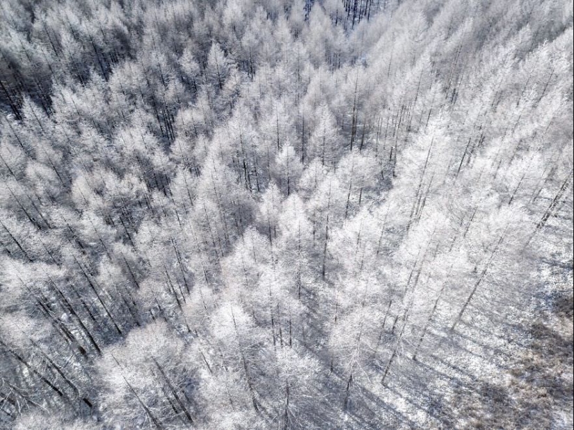 Snow Fairy tale: incredibly beautiful winter in Japan