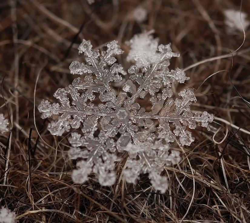 Snowflakes from photographer Andrey Osokin