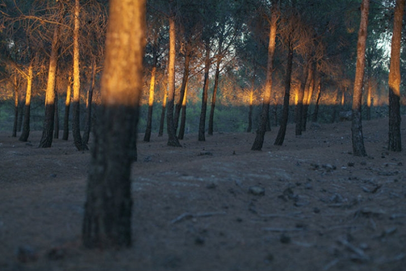 Sobrenatural coincidencias en la naturaleza por Denis Carima