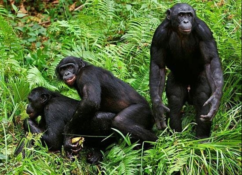 Sobreprotección a la manera de un mono: todo no es como las personas