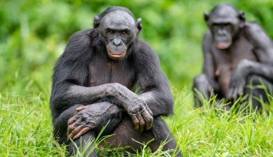 Sobreprotección a la manera de un mono: todo no es como las personas
