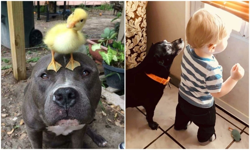 Somos toda su vida: más de 20 fotos con perros que calientan el alma