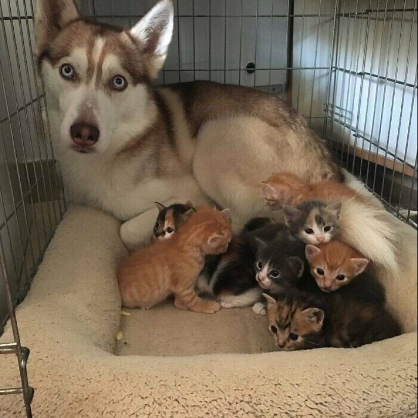 Somos toda su vida: más de 20 fotos con perros que calientan el alma