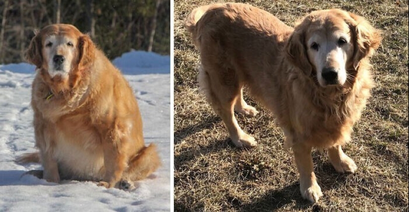 Somos toda su vida: más de 20 fotos con perros que calientan el alma