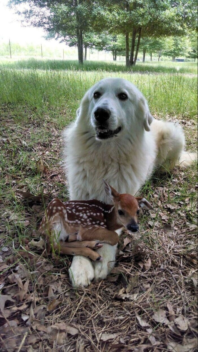 Somos toda su vida: más de 20 fotos con perros que calientan el alma