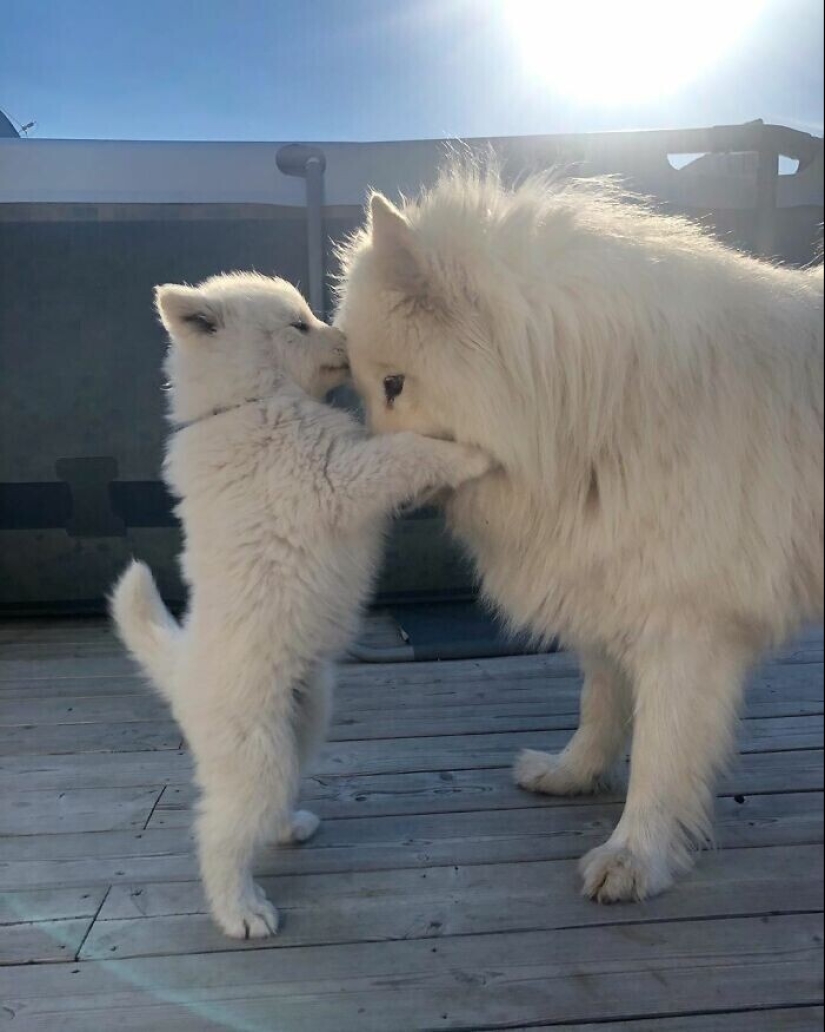 Somos toda su vida: más de 20 fotos con perros que calientan el alma