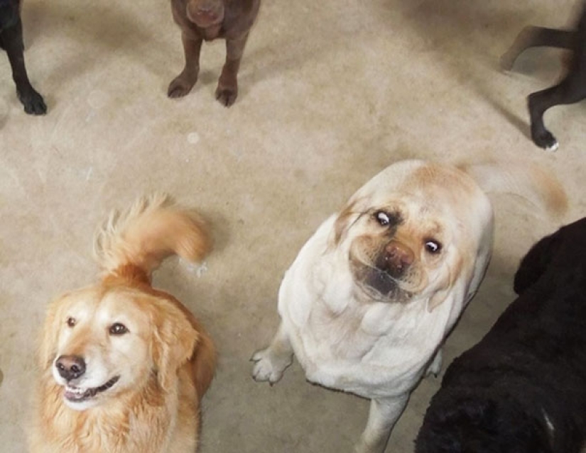 Sonrisa: si los animales pudieran hablar, se le pedirá que retire esas infernales foto