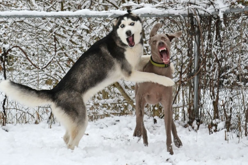 Sonrisa: si los animales pudieran hablar, se le pedirá que retire esas infernales foto