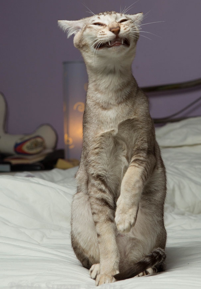 Sonrisa: si los animales pudieran hablar, se le pedirá que retire esas infernales foto