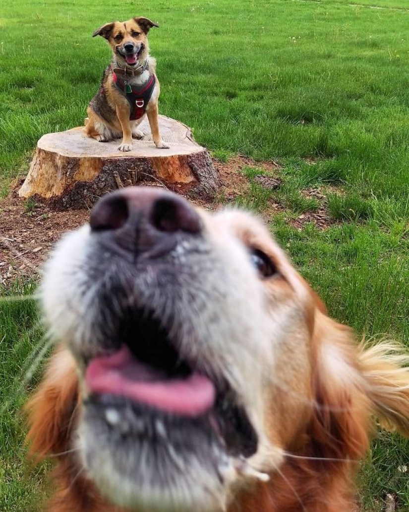 Sonrisa: si los animales pudieran hablar, se le pedirá que retire esas infernales foto