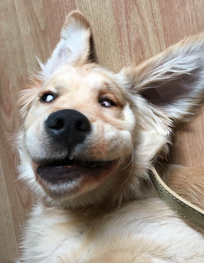 Sonrisa: si los animales pudieran hablar, se le pedirá que retire esas infernales foto