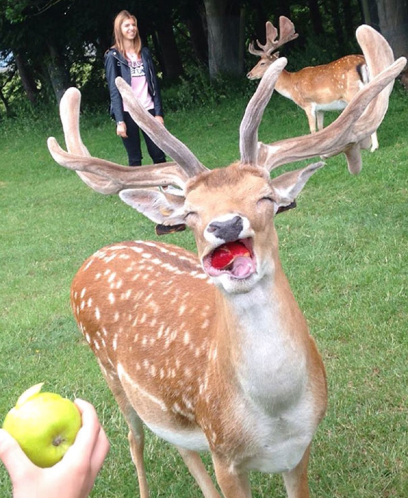 Sonrisa: si los animales pudieran hablar, se le pedirá que retire esas infernales foto