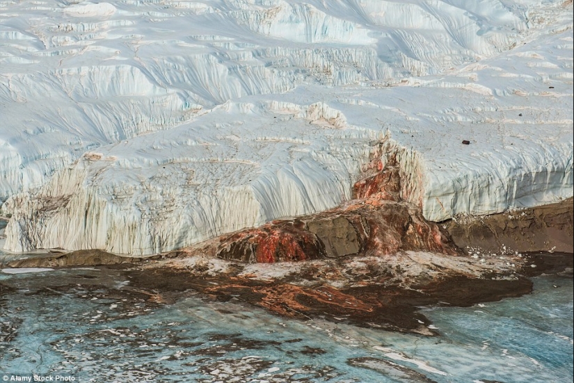 Sorpresas de la naturaleza: estas fotografías poco realistas te harán querer mirar dos veces