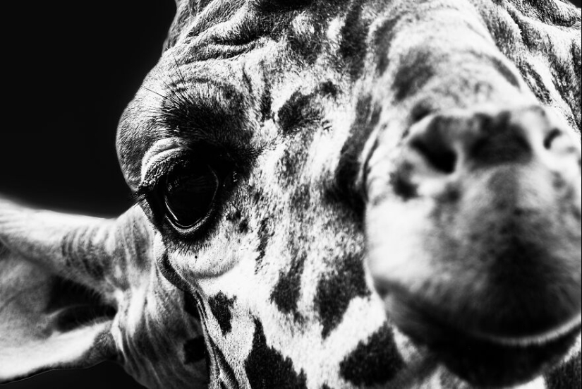 Soy un fotógrafo de animales, y aquí están mis 14 mejores retratos de ojos en primer plano que tomé en el zoológico.