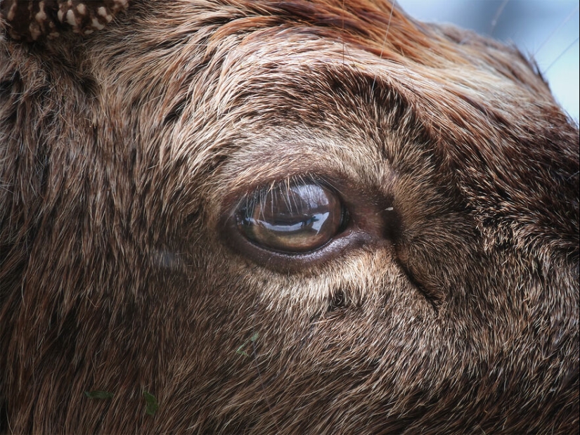 Soy un fotógrafo de animales, y aquí están mis 14 mejores retratos de ojos en primer plano que tomé en el zoológico.
