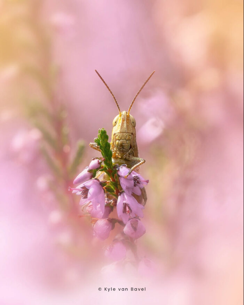 Soy un fotógrafo macro que se centra en las pequeñas cosas que suelen pasar desapercibidas.