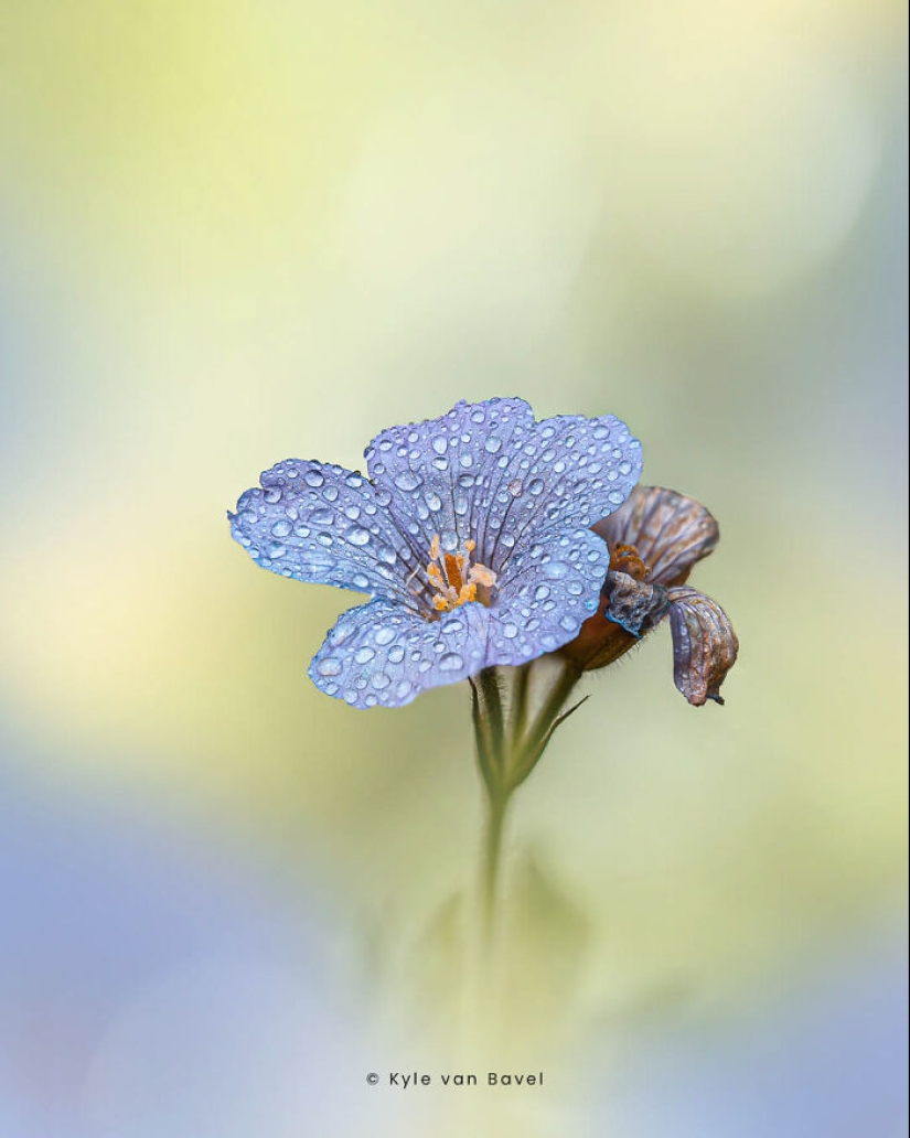 Soy un fotógrafo macro que se centra en las pequeñas cosas que suelen pasar desapercibidas.