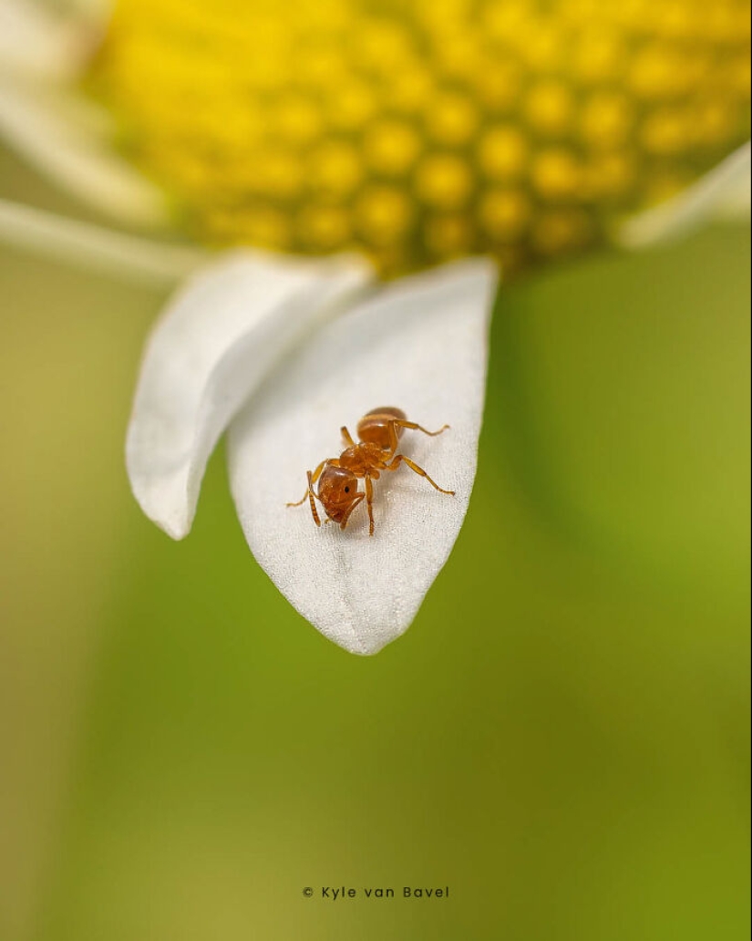 Soy un fotógrafo macro que se centra en las pequeñas cosas que suelen pasar desapercibidas.