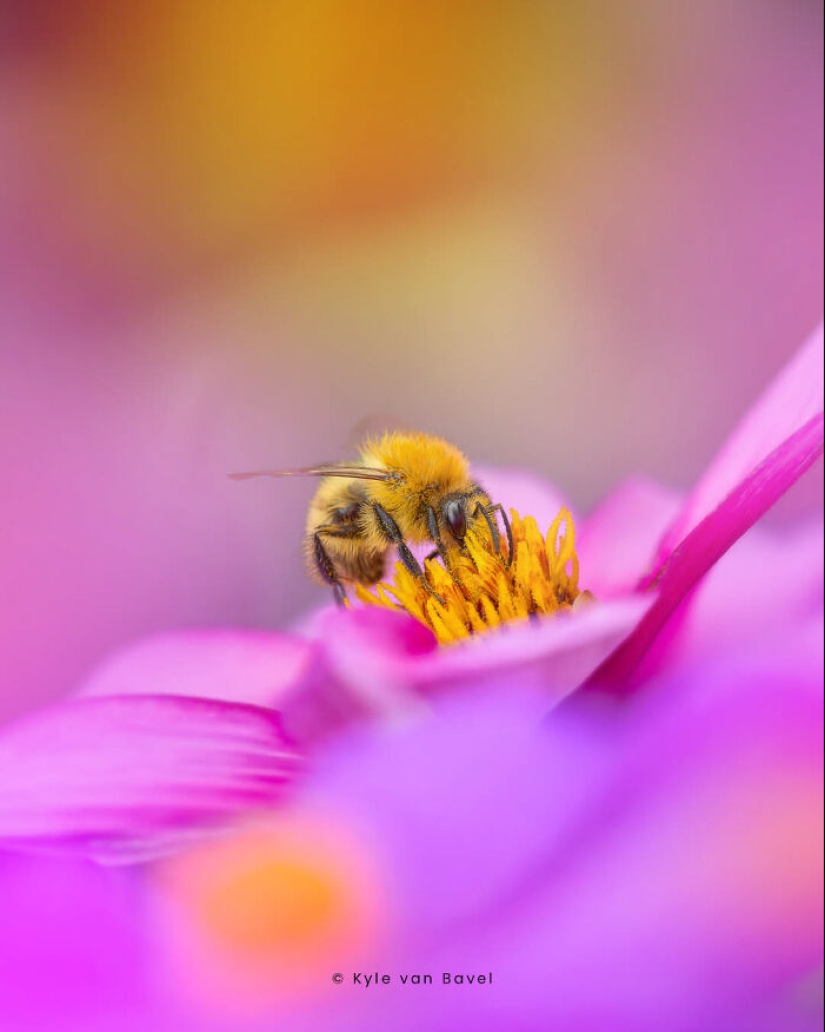 Soy un fotógrafo macro que se centra en las pequeñas cosas que suelen pasar desapercibidas.