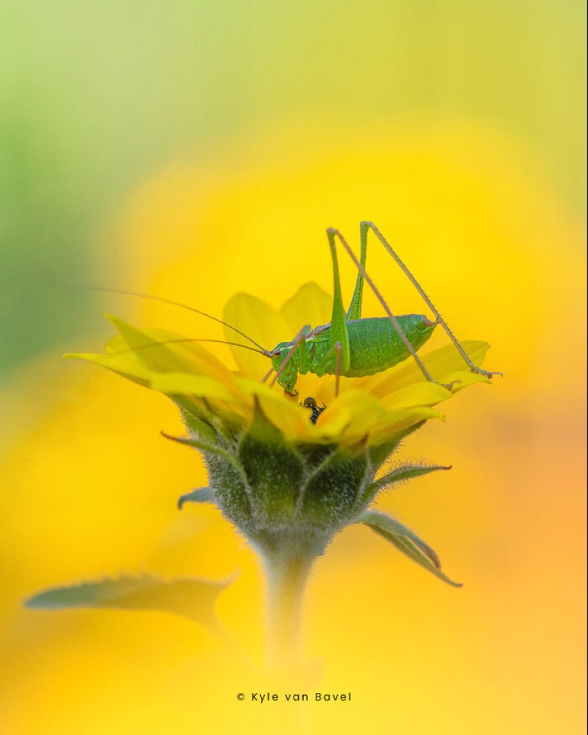 Soy un fotógrafo macro que se centra en las pequeñas cosas que suelen pasar desapercibidas.