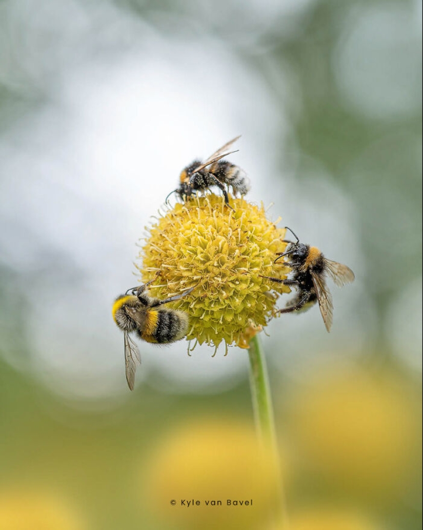 Soy un fotógrafo macro que se centra en las pequeñas cosas que suelen pasar desapercibidas.