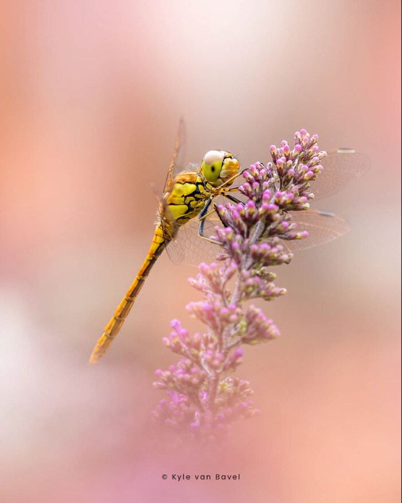 Soy un fotógrafo macro que se centra en las pequeñas cosas que suelen pasar desapercibidas.